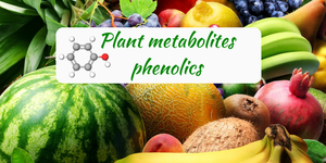 Phytochemicals: phenolics